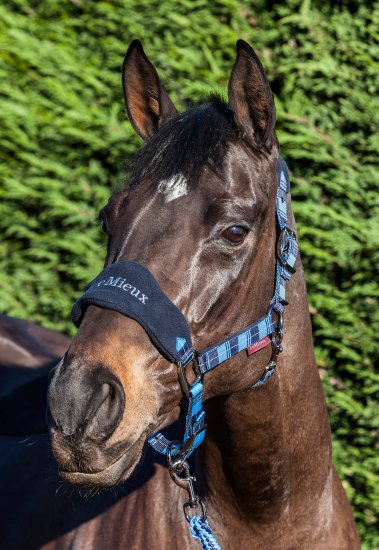 Holmestead Saddlery Best Tack Store Equestrian Shop Saddlers